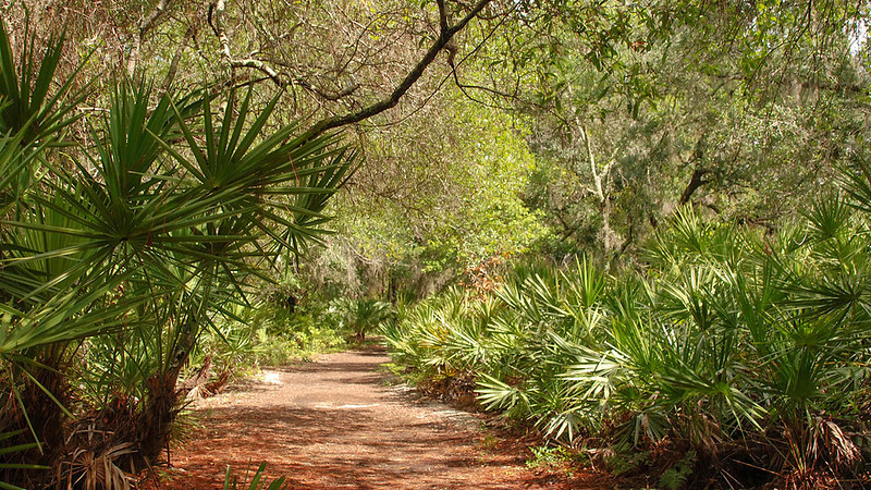 Broad path in woods 