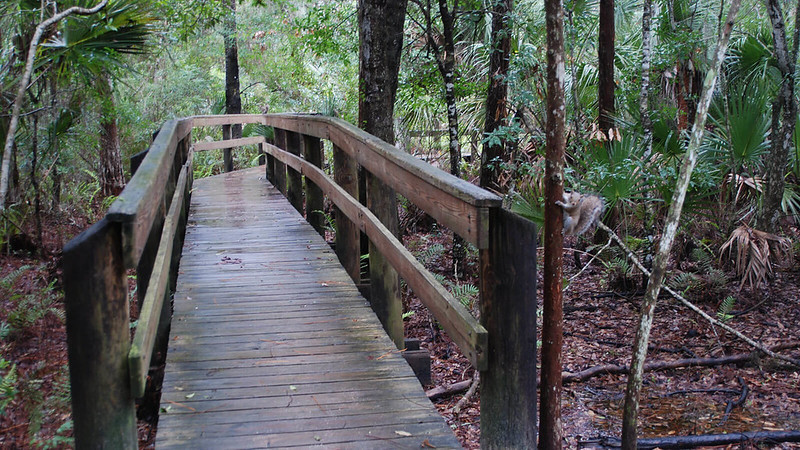 Boardwalk in rain 