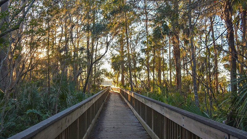 Boardwalk under cypress 