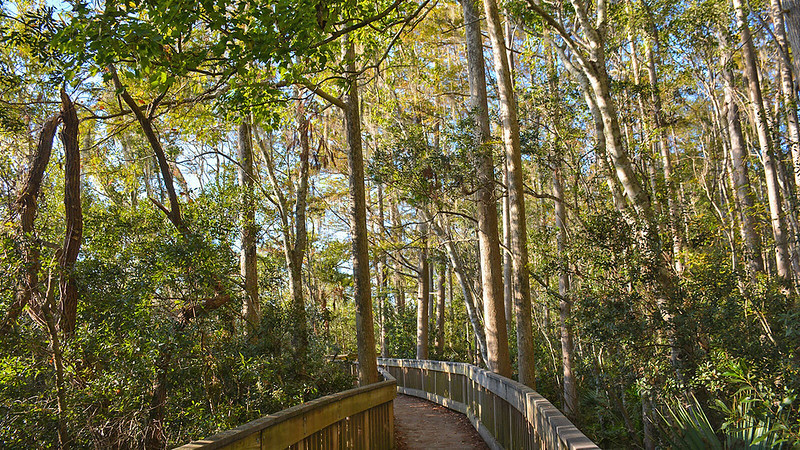 Boardwalk under the cypresses