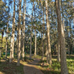 Winding walkway and cypress trees