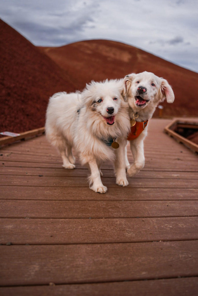 Luna and Ozzie explore the Painted Cove Trail boardwalk at John Day Fossil Beds National Monument