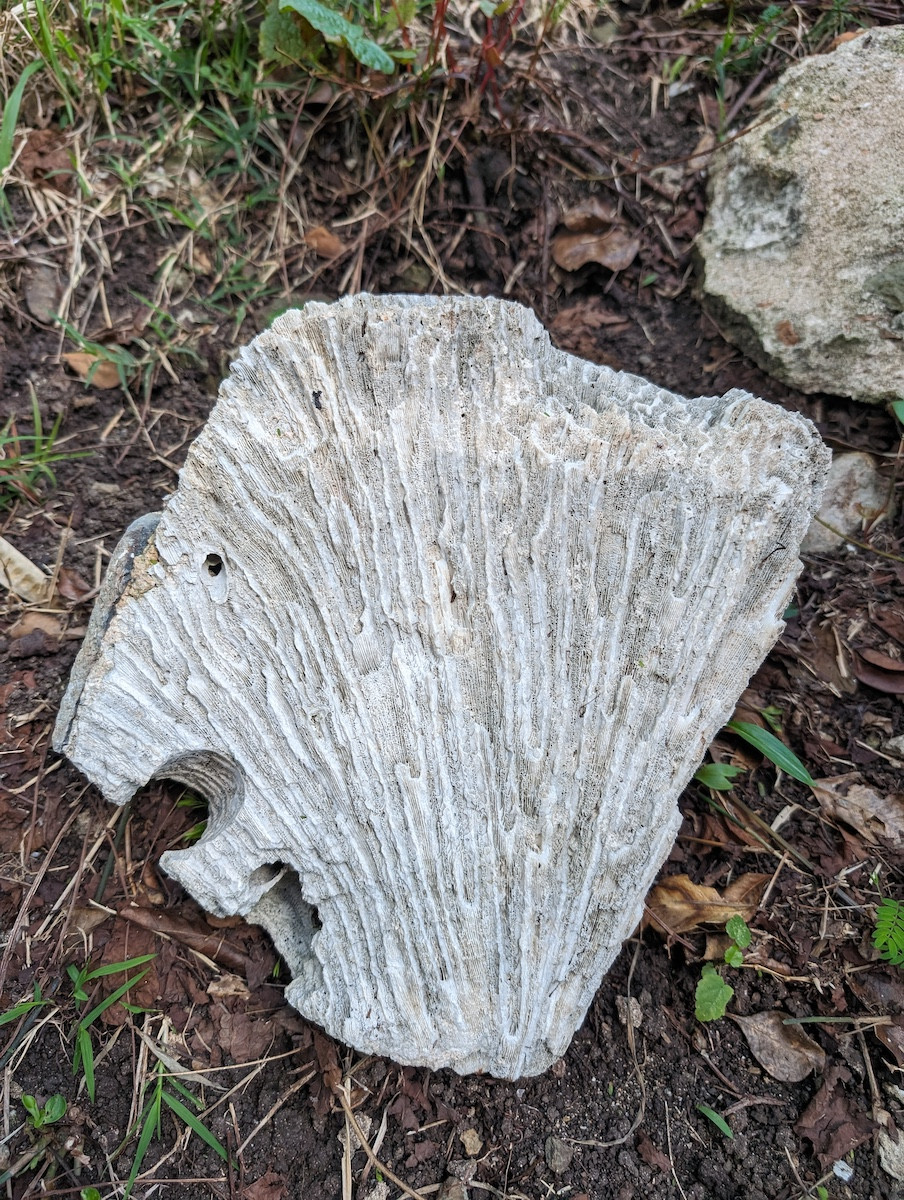 Coral used in the construction of America Hill Ruins, St. John