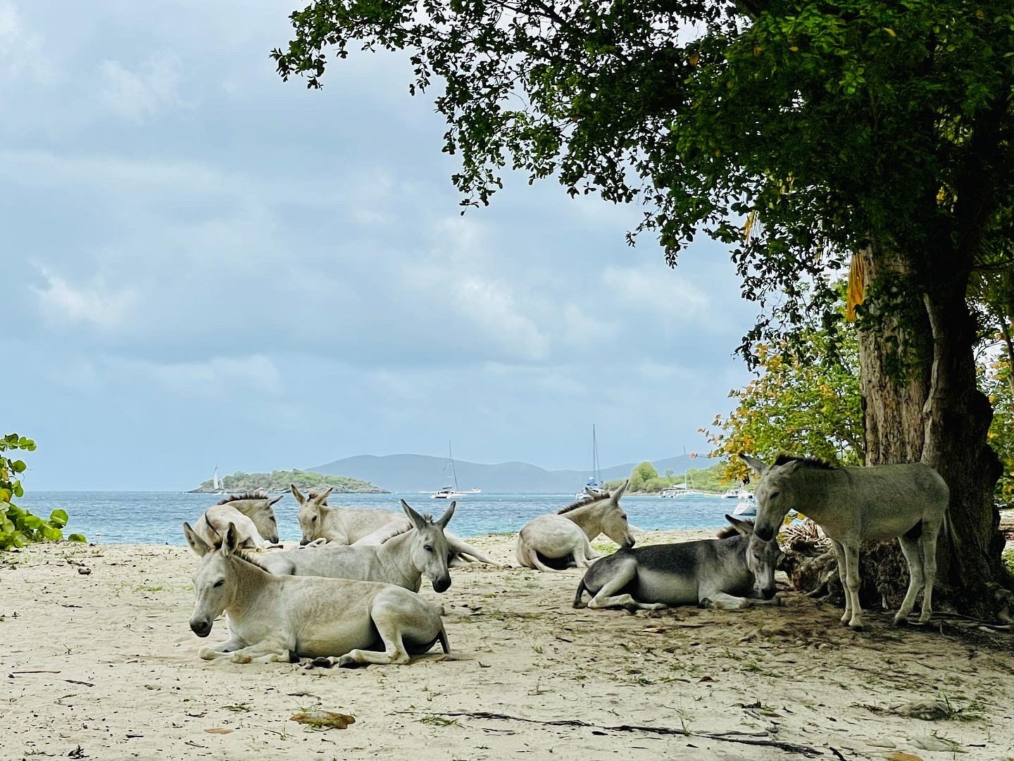 St John Virgin Islands Donkeys Honeymoon Beach